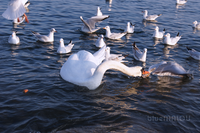 Swan attacks Seagulls