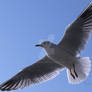 Close up Seagull800