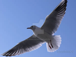 Close up Seagull800 by blueMALOU