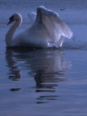 Swan333 by blueMALOU