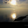 Seagull on calm sea2