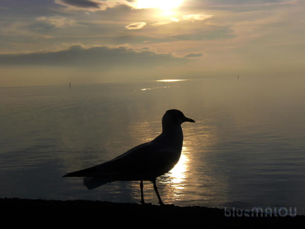 Seagull on calm sea by blueMALOU
