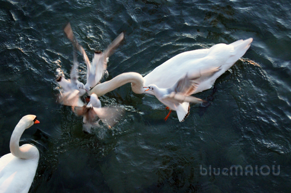 Seagulls attacks Swan200