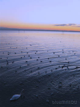 Swan and Seagulls watching the Blue Sunset HDR