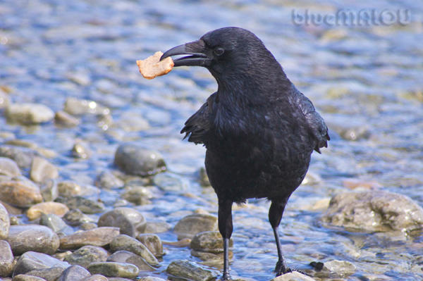 Black Crow by blueMALOU