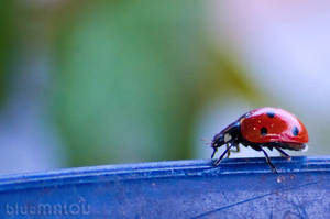 Lady Beetle7 by blueMALOU