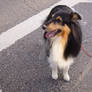 Dog Sheltie Akira