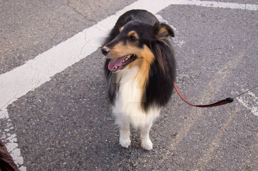 Dog Sheltie Akira