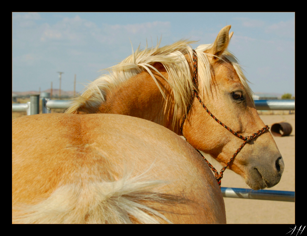 Now that's a Quarter Horse