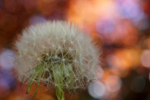 Dandelion