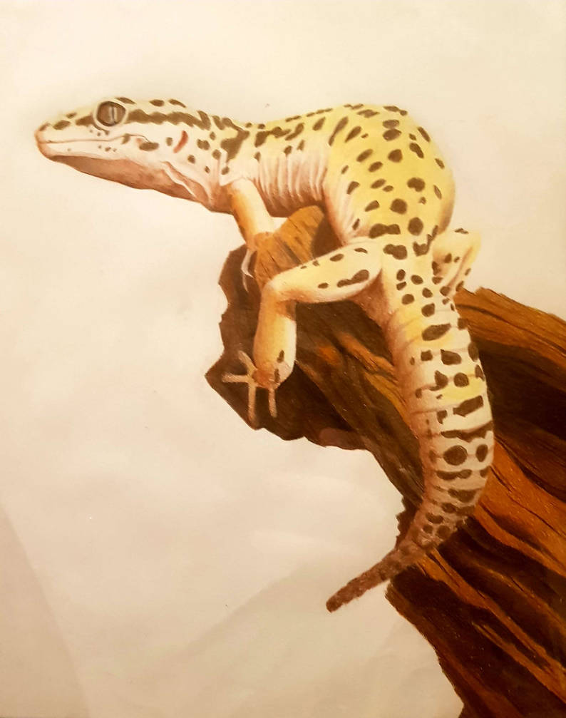 Gecko Deviantart traditional gecko by mothifier on DeviantArt