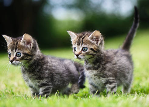 Curious couple.