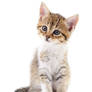 Kitten on white background.