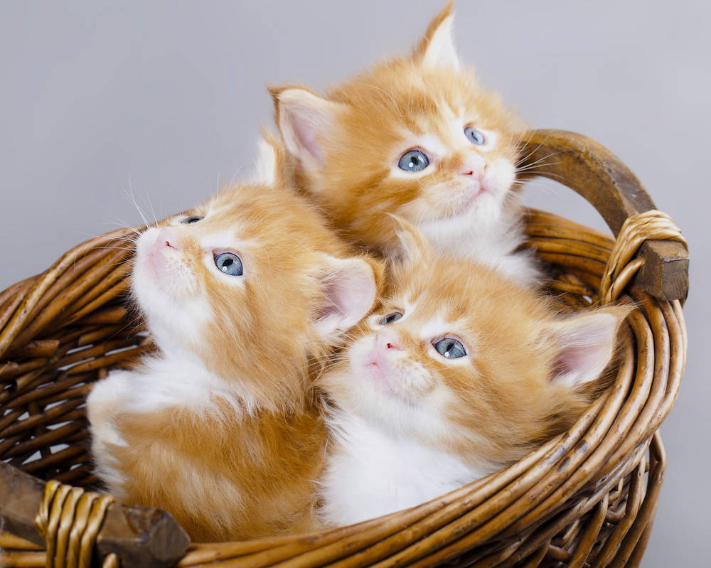 Картинки котиков. Рыжие котята Мейн кун трио. Котики в корзинке. Котята в корзине. Милые рыжие котики.