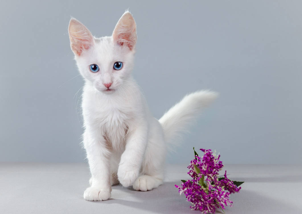 Беленьких котиков. Турецкая ангора кошка. Турецкая ангора кошка короткошерстная. Белый котенок. Кошка белая.