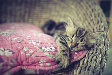 Sleeping kitten.