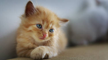 Another red-haired kitten.