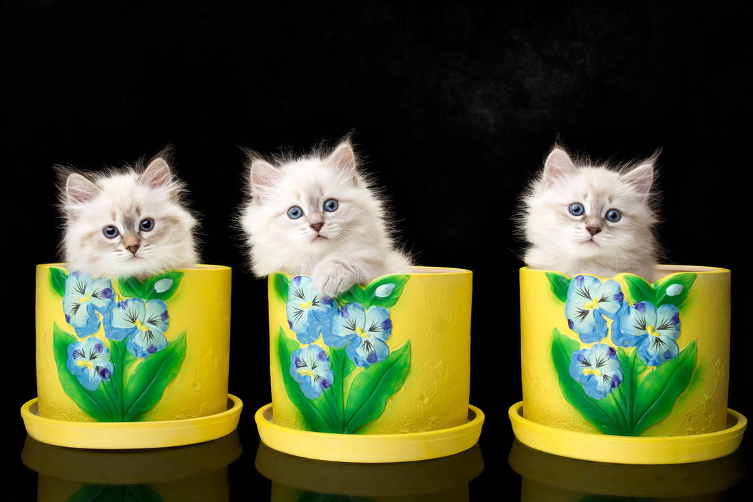 Три киса. Разноцветные котята. Три котенка. Кошка с котятами. Три маленькие котята.
