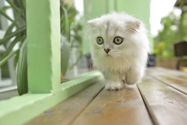 Whiskers Kitten.