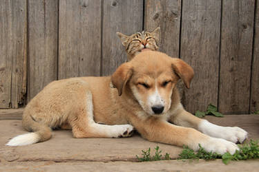 Puppy and kitten.