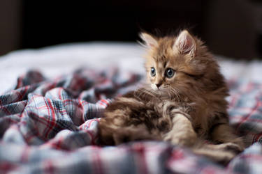 A curious kitten.