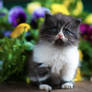 Kitten on a background of flowers.