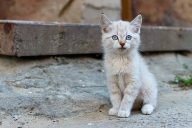 White kitten on the ground.