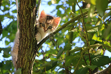 A kitten among the branches.