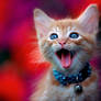 A kitten with a bell.