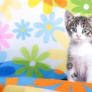 Kitten and flower palette.