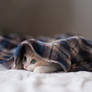 Kitten under the blanket.