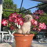 A kitten in a flower pot.