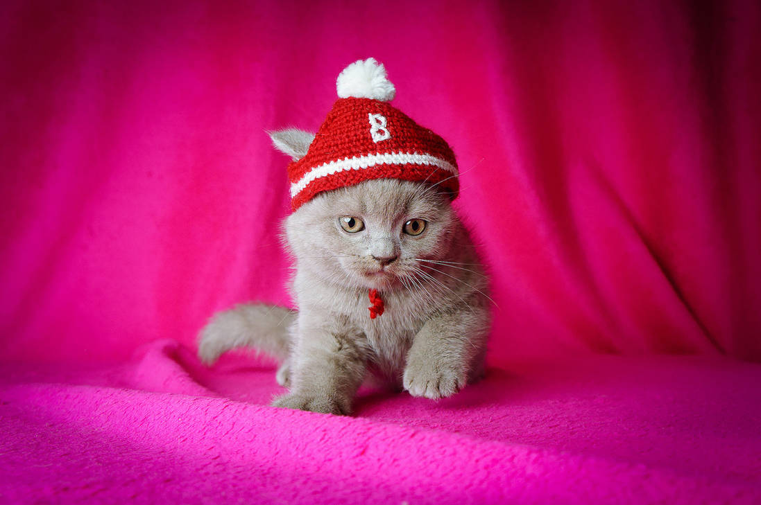 Кот нэп фиолетовый. Красивые котята. Шапочка котика. Котенок в шапочке. Шапка 'кошка'.