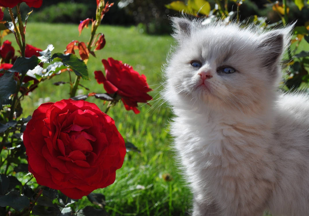Котенок любит играть с цветами. Пушистые котята. Красивые котики. Красивые котята. Красивые кошки.