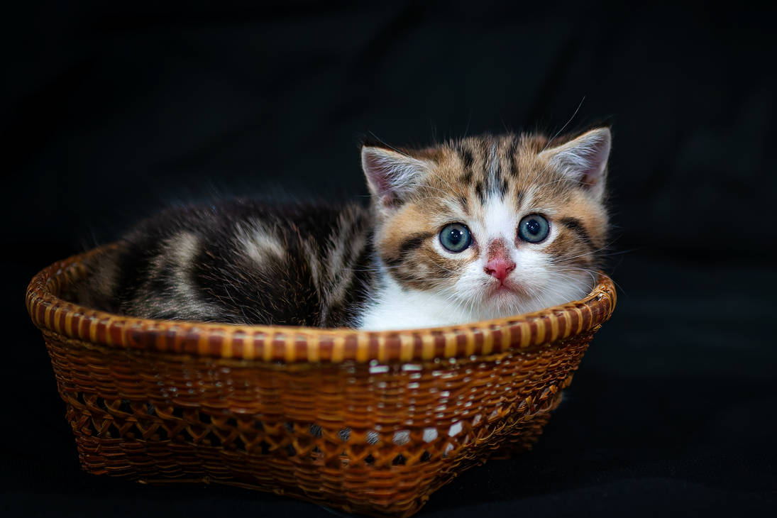 Gatito magico Gatito magico