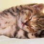 The kitten sleeps with its paws in the air.