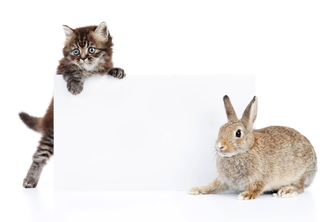 A kitten and its companion rabbit. by Egor412112 on DeviantArt