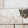 A kitten on the steps.