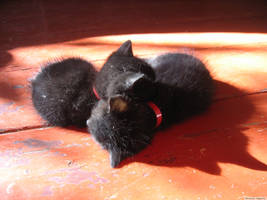 Two black, fluffy balls on the floor.