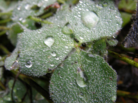 raindrops2