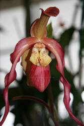 Phragmipedium Orchid