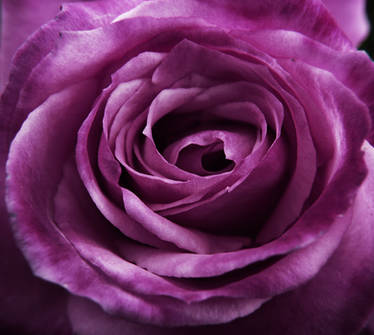 Purple rose