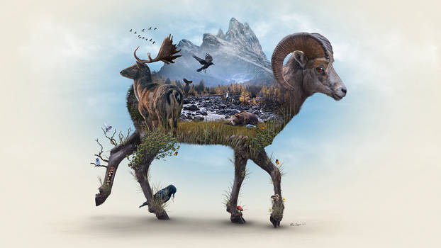 Bighorn