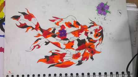 Koi fish: Finished in pen.