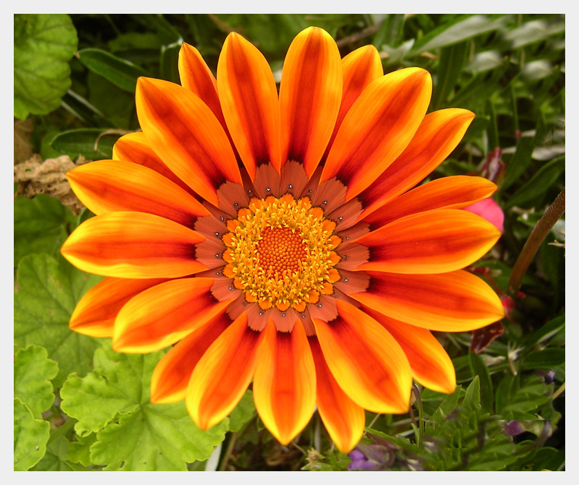 Orange Flower by ryano292