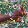 2010-10-05 Squirrel 04