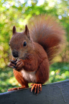 2010-10-05 Squirrel 06