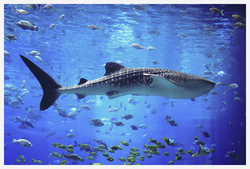 Whale Shark