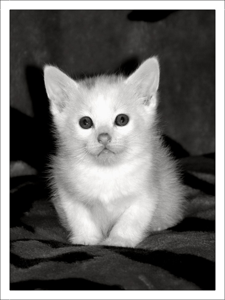 Black and White Kitty