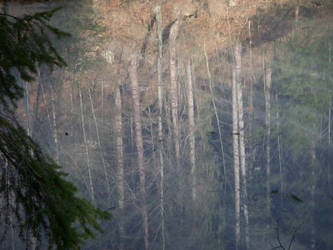 Trees Reflected on the Ice